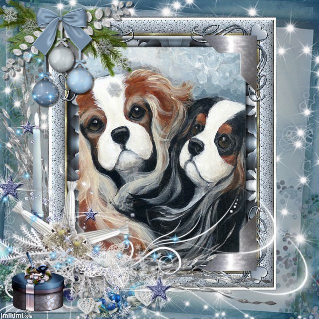 Passion Cavaliers King Charles Index du Forum